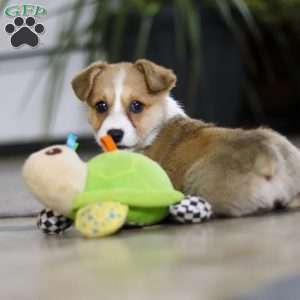 Fern, Pembroke Welsh Corgi Puppy